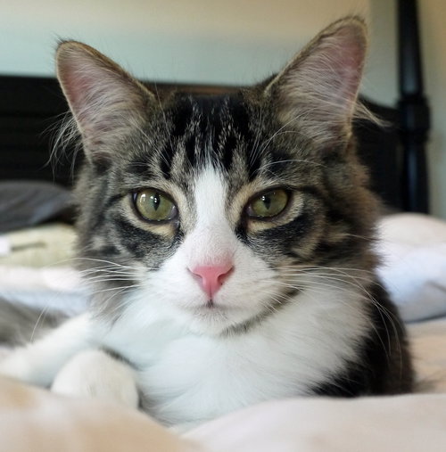 Vito