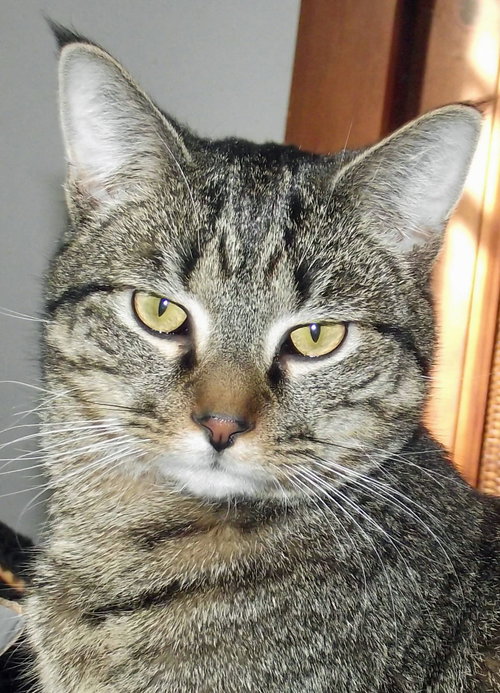 Kennie (bonded with Katie)