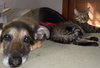 Kennie (bonded with Katie)