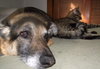 Kennie (bonded with Katie)