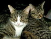Kennie (bonded with Katie)