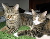 Kennie (bonded with Katie)