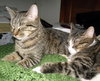Kennie (bonded with Katie)