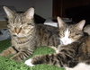 Kennie (bonded with Katie)