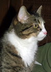 Kennie (bonded with Katie)