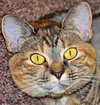 Sophia (declawed)
