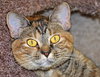 Sophia (declawed)