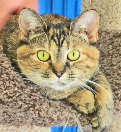 Sophia (declawed)