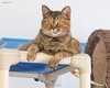 Sophia (declawed)