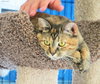 Sophia (declawed)