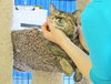 Sophia (declawed)