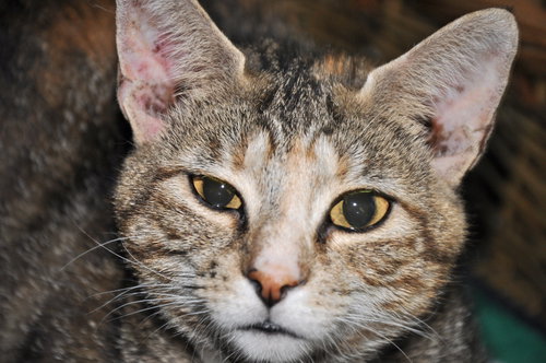 Brenda (bonded with Betsy 2015)