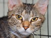 Brenda (bonded with Betsy 2015)