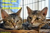 Brenda (bonded with Betsy 2015)