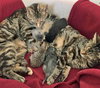 Brenda (bonded with Betsy 2015)
