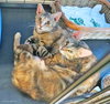 Brenda (bonded with Betsy 2015)