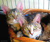 Brenda (bonded with Betsy 2015)