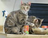 Brenda (bonded with Betsy 2015)