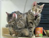 Brenda (bonded with Betsy 2015)