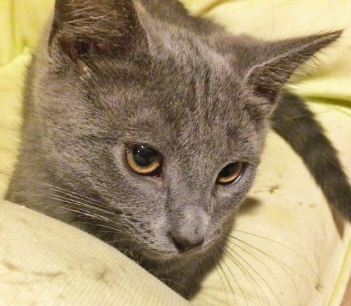 Stormy (bonded with Thunder)