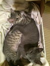 Stormy (bonded with Thunder)