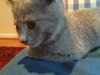 Stormy (bonded with Thunder)