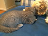 Stormy (bonded with Thunder)