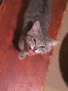 Stormy (bonded with Thunder)