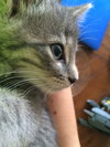 Stormy (bonded with Thunder)