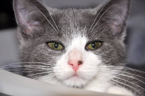 Clipper (bonded with Cola)