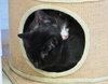 Clipper (bonded with Cola)