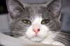 Cola (bonded with Clipper)