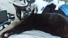 Andie (bonded with Blane)