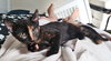 Andie (bonded with Blane)