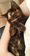 Andie (bonded with Blane)