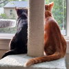 Andie (bonded with Blane)