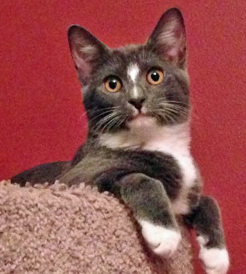 Somerset (bonded with Delmar, 