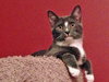 Somerset (bonded with Delmar, 