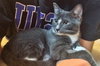 Somerset (bonded with Delmar, 