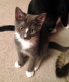 Somerset (bonded with Delmar, 