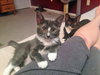 Somerset (bonded with Delmar, 