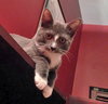 Somerset (bonded with Delmar, 