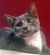 Somerset (bonded with Delmar, 