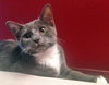 Somerset (bonded with Delmar, 