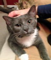 Somerset (bonded with Delmar, 