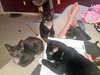 Somerset (bonded with Delmar, 