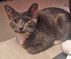 Somerset (bonded with Delmar, 