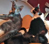 Somerset (bonded with Delmar, 