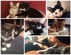 Somerset (bonded with Delmar, 