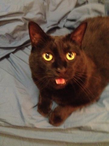 Cinder (declawed) - a special courtesy posting